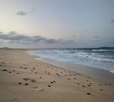 Release of the baby turtle.